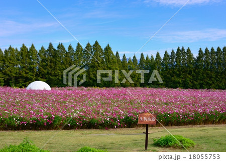 秋桜 18055753