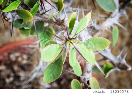 Succulent close up 18056578