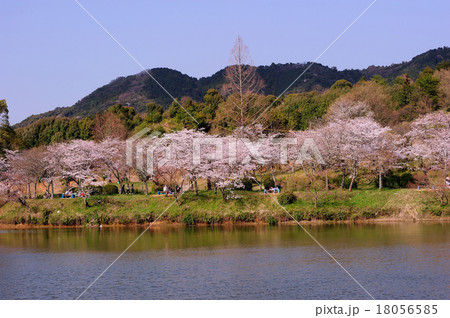 甘木公園の桜 18056585