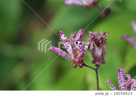 花 18056624