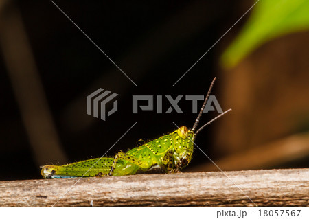 Grasshopper perching on a leaf 18057567