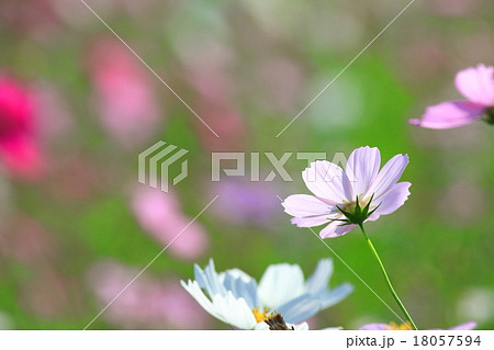 秋桜 18057594