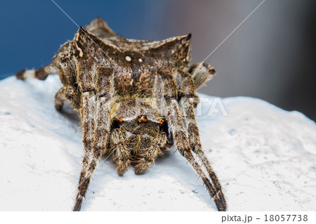 spider spider 18057738