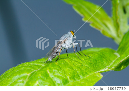 Fly on green leaf Fly on green leaf 18057739