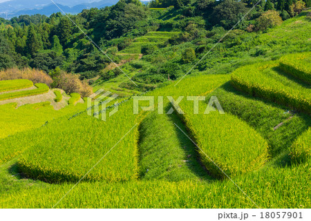 棚田 18057901