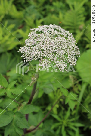 セリ科の花の写真素材