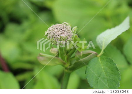 セリ科の花のつぼみの写真素材