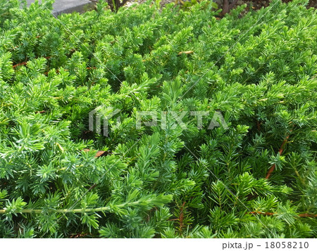 ハイネズ・ブルーパシフィック 18058210