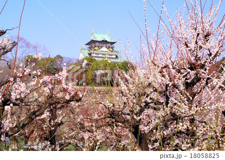 大阪城に咲く梅の花 大阪城に咲く梅の花 18058825