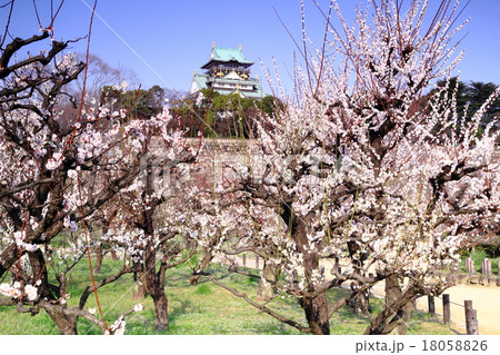 大阪城に咲く梅の花 18058826