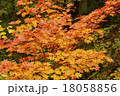 紅葉 18058856