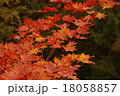 紅葉 18058857