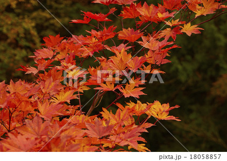 紅葉 18058857