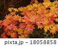 紅葉 18058858
