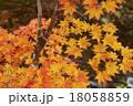 紅葉 18058859