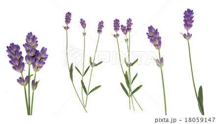Lavender flowers set isolated on white 18059147
