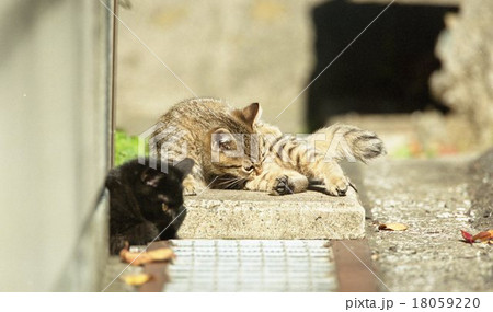 仔猫 仔猫 18059220