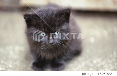 仔猫 18059221