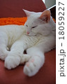 ウチネコ 18059227