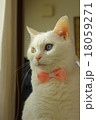 ウチネコ 18059271