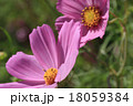 コスモス 18059384