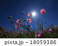 コスモス 18059386