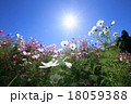 コスモス 18059388