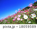 コスモス 18059389