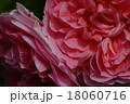 バラ 18060716