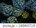 紫陽花 18060719