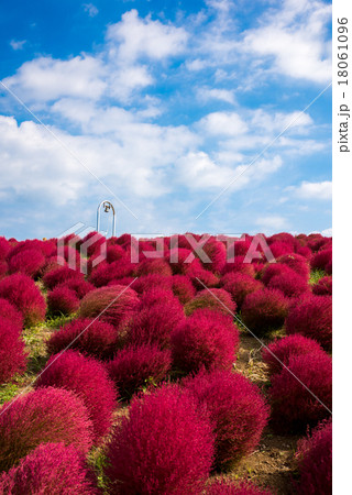 国営ひたち海浜公園　コキアの紅葉　みはらしの鐘 18061096