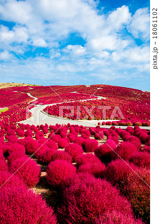 国営ひたち海浜公園　コキアの紅葉 18061102