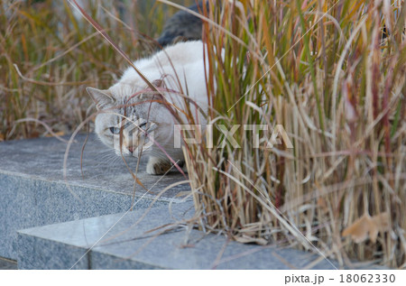 谷中霊園に住むシャイなネコの写真素材