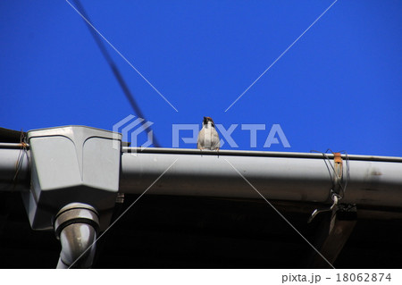 青空にスズメ 青空にスズメ 18062874