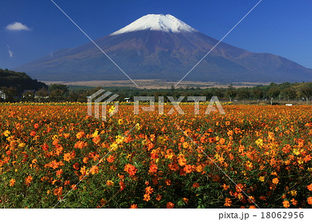 コスモスと初冠雪富士 18062956