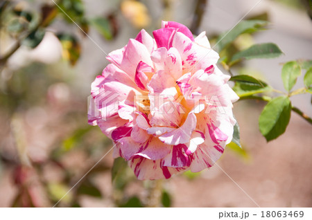 バラ モーリス・ユトリロ　Maurice Utrillo　正面 18063469