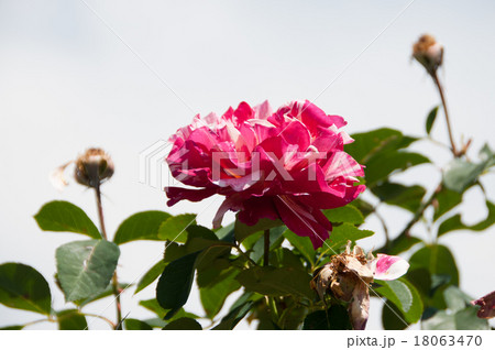 バラ　モーリス・ユトリロ　上向き　 18063470