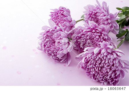 和花 和花 18063647