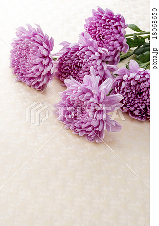 和花 和花 18063650