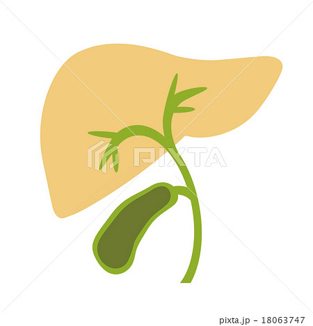 肝臓と胆のうのイラスト素材