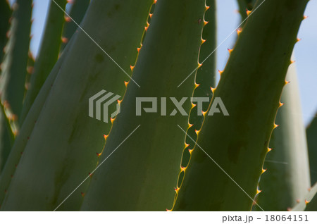 アロエのトゲ　黄色　 18064151