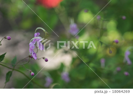 カリガネソウの赤花 18064269