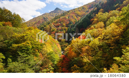 高山村閻魔橋からの紅葉の写真素材