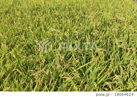 秋の実り 秋の実り 18064629