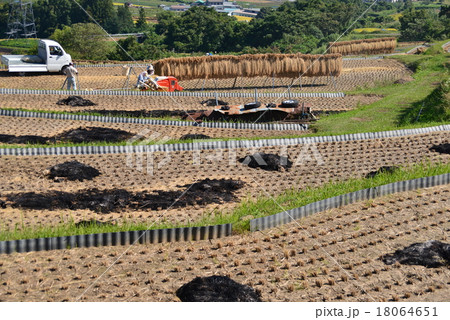 収穫風景 収穫風景 18064651