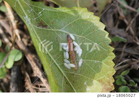 クワノメイガの幼虫に寄生した、クワノメイガサムライコマユバチの繭０１ 18065027