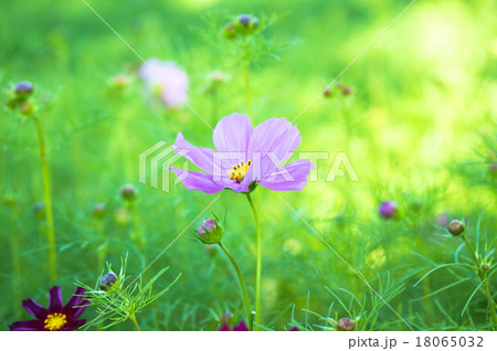 コスモスの花 18065032