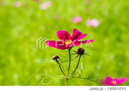 コスモスの花 18065034