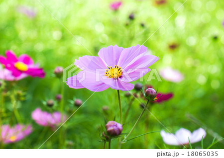 コスモスの花 18065035