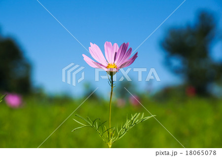 秋晴れのコスモスの花 18065078